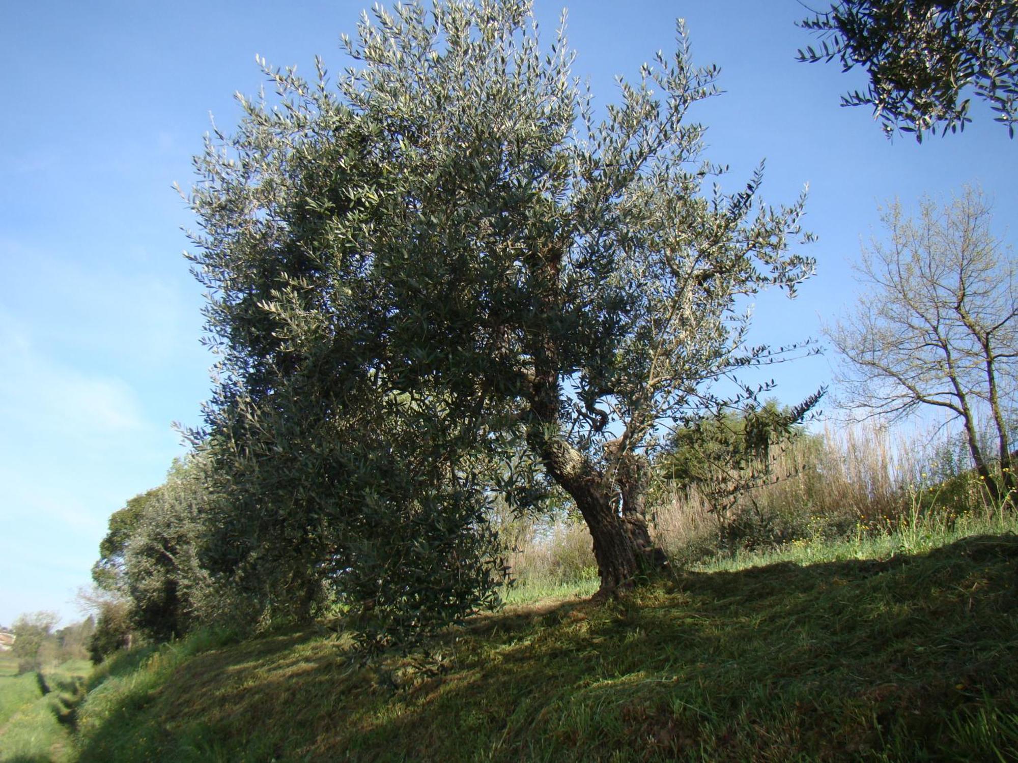 Podere Gian Battaglia Фучеккьо Экстерьер фото